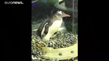 pareja de pingüinos del mismo sexo tiene un hijo en un acuario de Australia