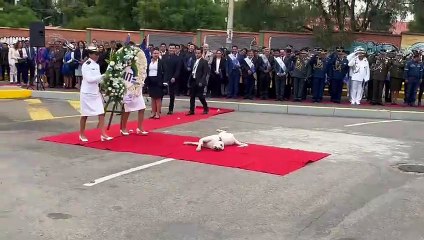 Perro en plena alfombra de homenaje