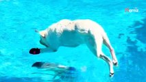 Son chien est ingérable au bord de la piscine : des millions d'internautes sont devenus accros à ses facéties (vidéo)