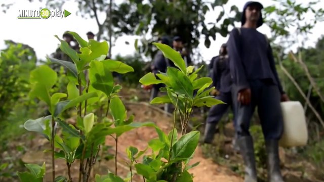 Este 2019 más de 30 toneladas de coca fueron incautadas por la Armada Nacional en Antioquia