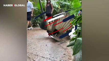 Dişiyi etkilemek için her yolu deneyen tavus kuşu güldürdü: Son hamlesi ile onu tamamen kaçırdı