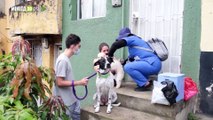 Más de 67.000 animales de compañía serán vacunados en Medellín contra la rabia