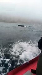 Une baleine à bosse filmée au large de Fécamp le jeudi 21 mars