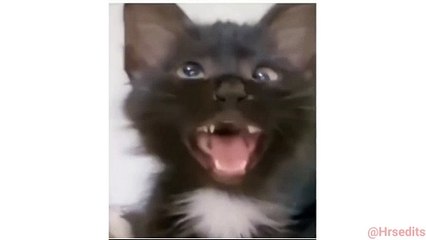 Viral cross-eyed CAT video