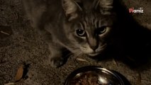 Video. Un gatto ogni sera condivide il suo cibo con un randagio: il loro rituale intenerisce gli internauti
