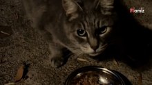 Video. Un gatto ogni sera condivide il suo cibo con un randagio: il loro rituale intenerisce gli internauti