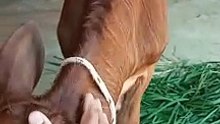 BABY CALF ENJOYING MOMENT