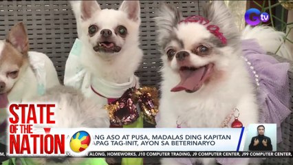 Mga alagang aso at pusa, madalas ding kapitan ng sakit kapag tag-init, ayon sa beterinaryo | SONA