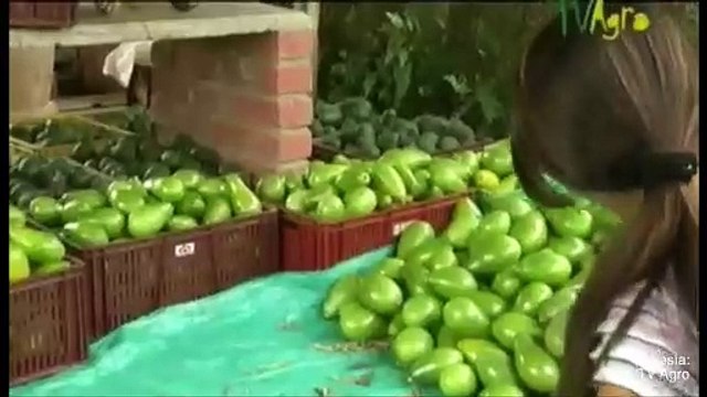 15-08-17-vicente-ferrer-celebra-autorizacion-de-estados-unidos-para-exportar-aguacate