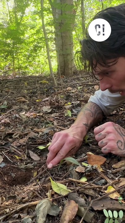 Mygale terrestre Vs Mygale arboricole