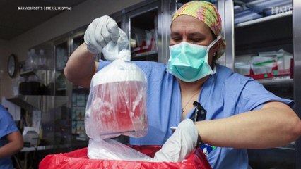 A Man Has Received the First Pig-Kidney Transplant