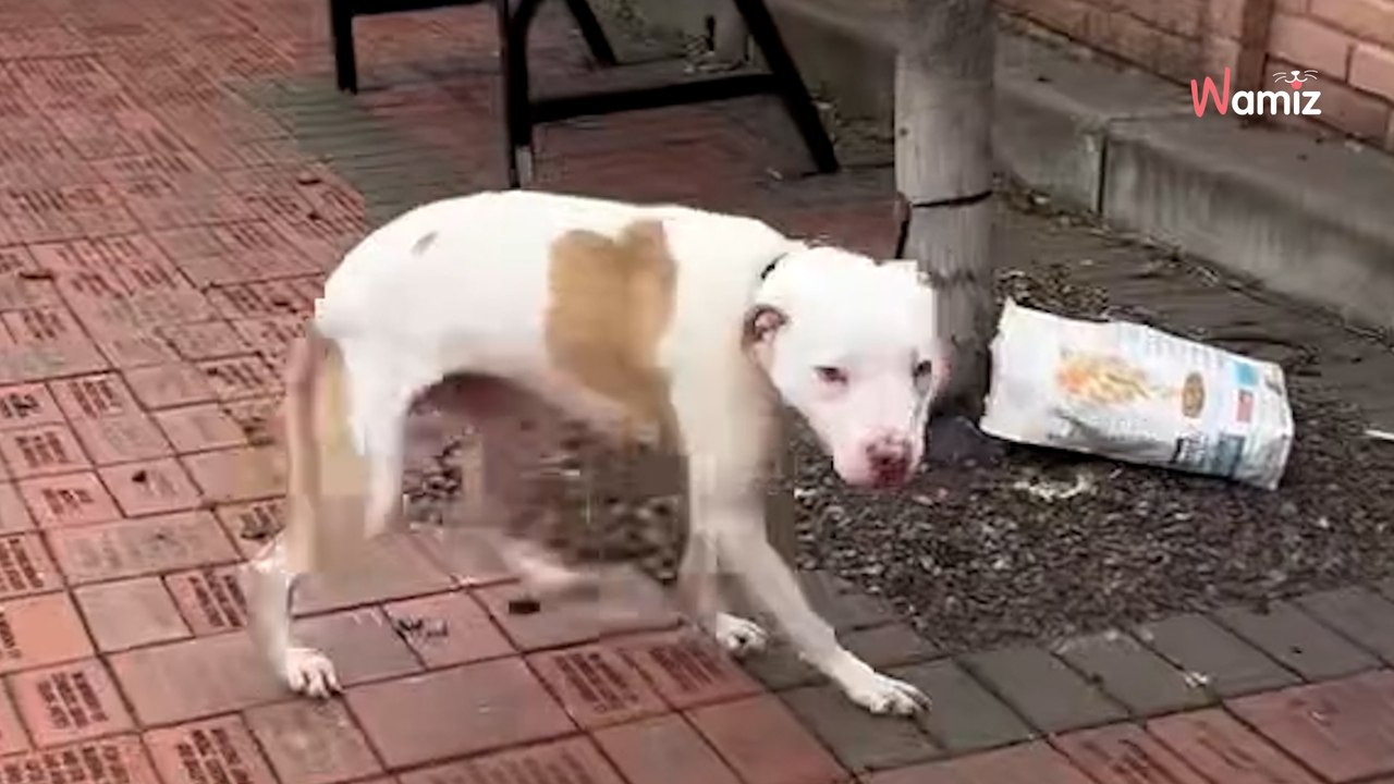 Une association est contactée pour sauver un chien : sur place, elle le découvre attaché à un arbre