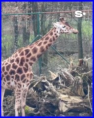 Les girafes de retour dans le safari au Monde Sauvage d'Aywaille