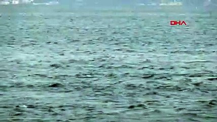 Tabiat özüne döndü: Her yerden yunus fışkırıyor