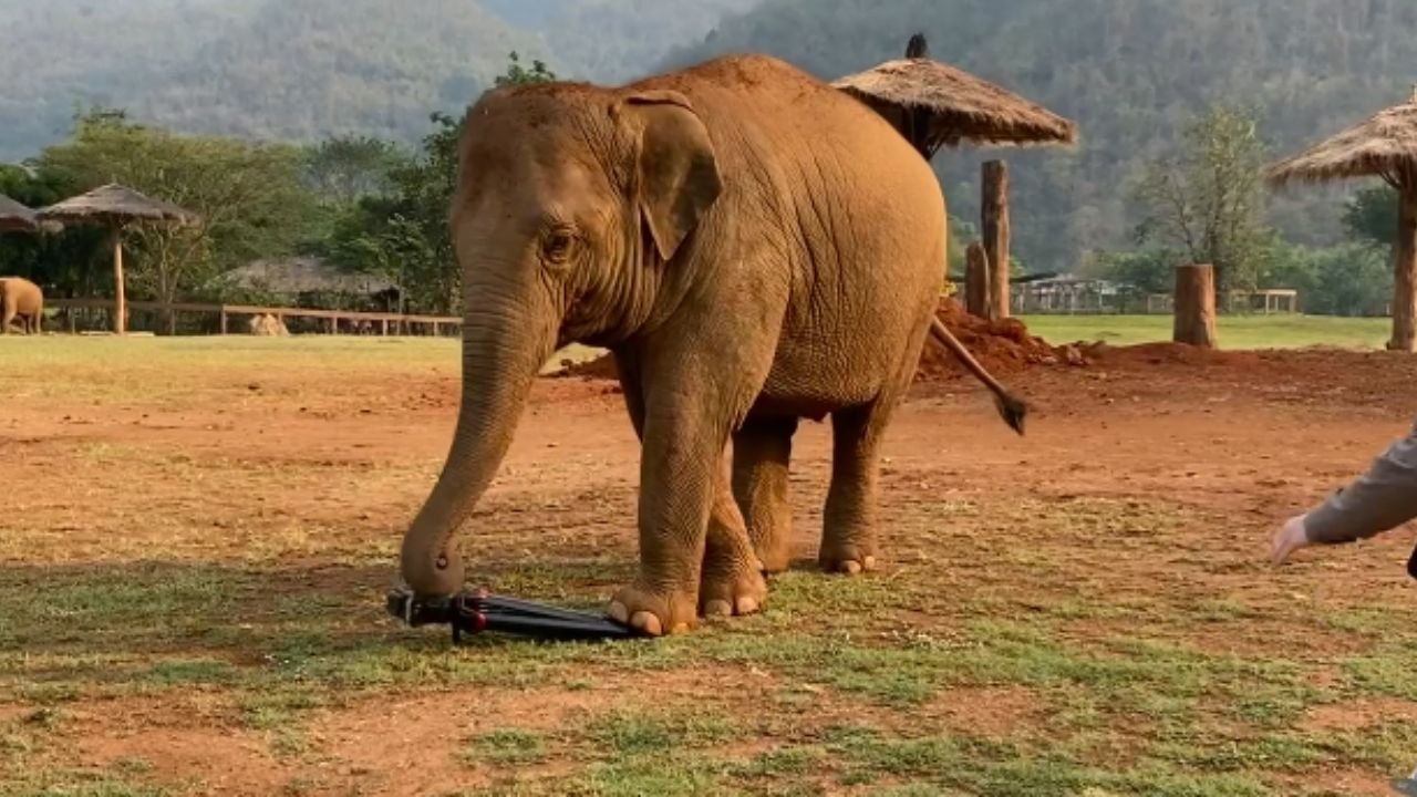 Trunk and tripod: Photographer encounters a tripod-obsessed baby elephant in Thailand