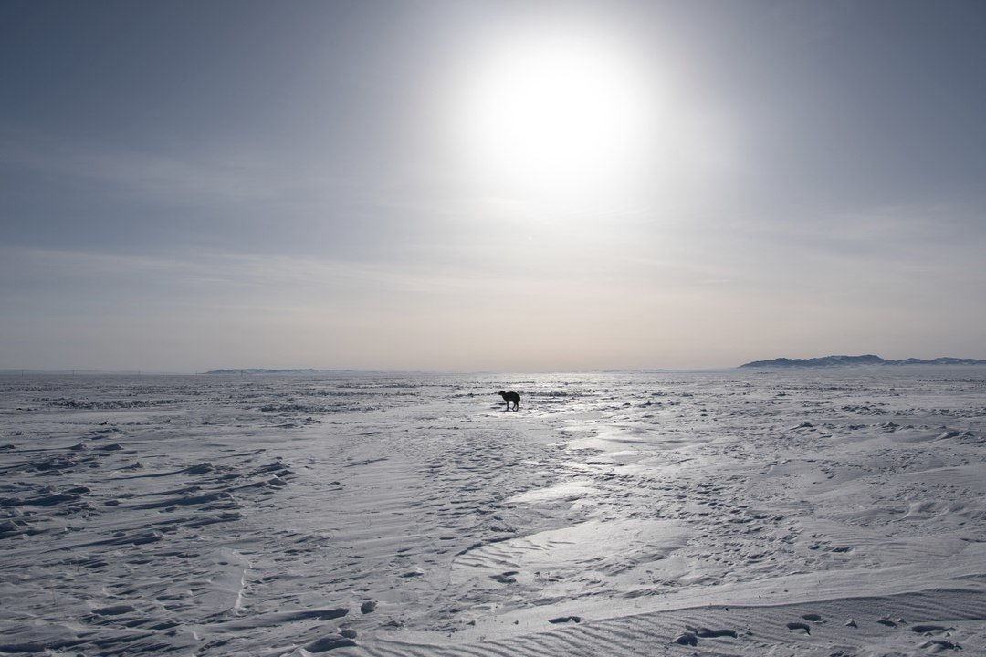 En Mongolie, le "dzud" a tué presque 5 millions d'animaux cet hiver