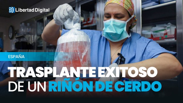 Primer trasplante exitoso de un riñón de cerdo a un paciente vivo