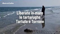 Liberate in mare le tartarughe Tartufo e Torrone, il video in spiaggia a Riccione