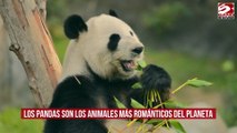 Los pandas son los animales más románticos del planeta