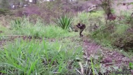 11-04-18  Asi cayo alias Pereira cabecilla de Los Caparrapos