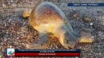 Tortuga, lobo marino y peces muertos tras derrame tóxico de Grupo México en el Mar de Cortés