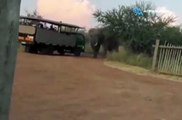 ¡Elefante ataca a turistas en Safari!