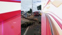 Pinheiro cai, destrói muro de colégio e atinge carro em Apucarana