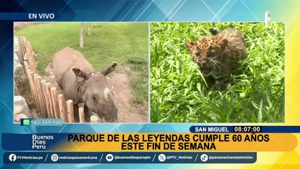 Conozca a Valentina, la rinoceronte de la India que busca preservar su especie en el Parque de las Leyendas