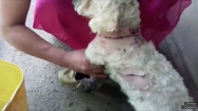 19-09-18 Denuncian casos atroces de maltrato animal en San Sebastian de Palmitas