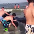 USA: Sunbathers help save pod of beached whales
