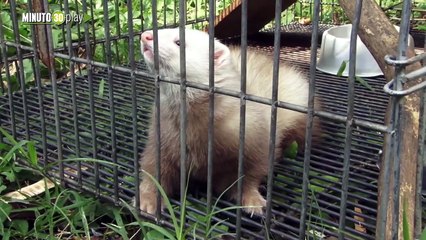 Finalizó diciembre pero los operativos contra el tráfico de animales silvestres continúan