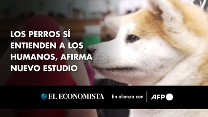Los perros sí entienden a los humanos, afirma nuevo estudio