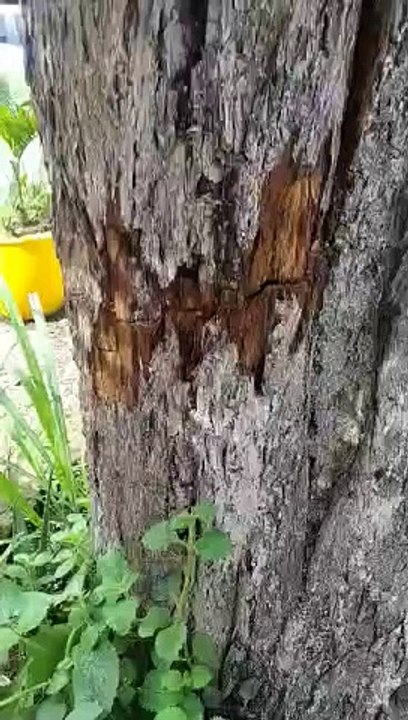 Arbol Aranjuez