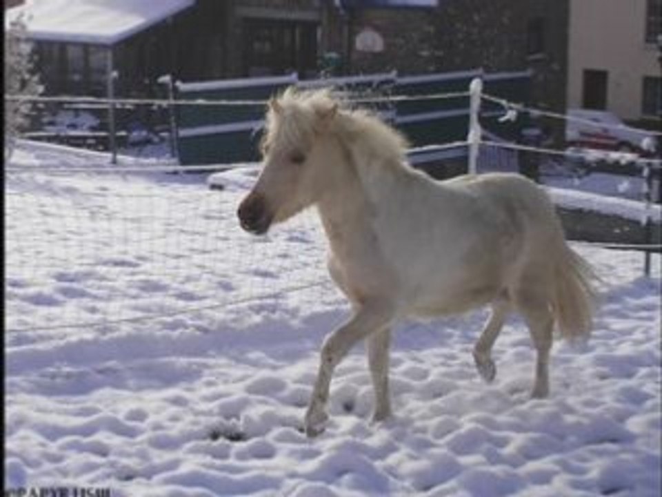 Bianca 25-03-08 neige