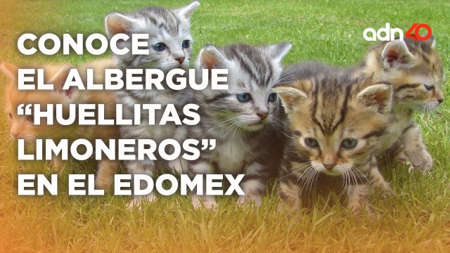 Huellitas Limoneros promueve la adopción de gatos y perros de forma responsable en el Edomex