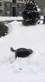 Perro usando lentes disfrutando de la nieve