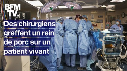 États-Unis: des chirurgiens transplantent un rein de porc sur un patient vivant pour la première fois