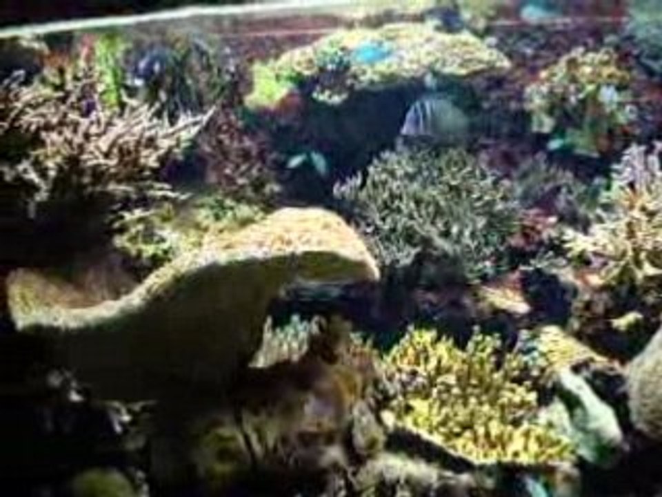 Aquarium Cap d'Agde