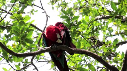 Campaña contra el tráfico ilegal de fauna y flora