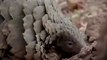 Pangolín: un mamífero con escamas al borde de la extinción