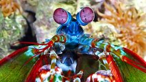 #Top10 Animales extraños e increíbles del fondo del mar!