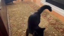 Crazy cat move