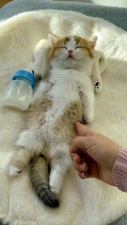 cute_cats_98 (@cats_lover_9896)