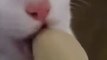 Haha my cat never ate banana they only ate chicken  Credit- gorgeous mr.cattttttt (tt) (-read below) -- - we don’t own this video-pics, all rights go to their respective owners. If owner is not provided, tagged (
