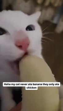 Haha my cat never ate banana they only ate chicken Credit- gorgeous mr.cattttttt (tt) (-read below) - we don’t own this video-pics, all rights go to their respective owners. If owner is not provided, tagged (