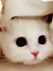 How lovely this cats are.