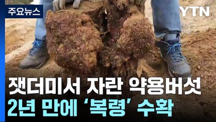 잿더미에서 자란 약용버섯...2년 만에 '복령' 수확 / YTN