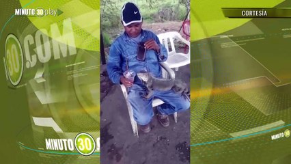 Una iguana mimada que se sube a las piernas de los clientes de un negocio en Caucasia, Antioquia