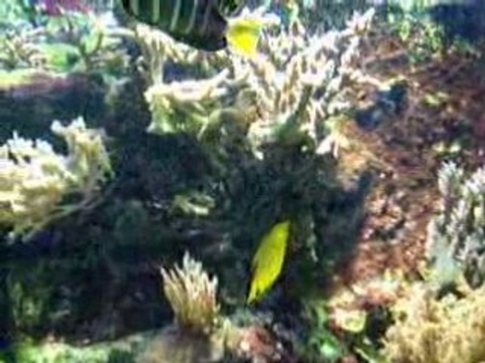 Aquarium Cap d'Agde 2