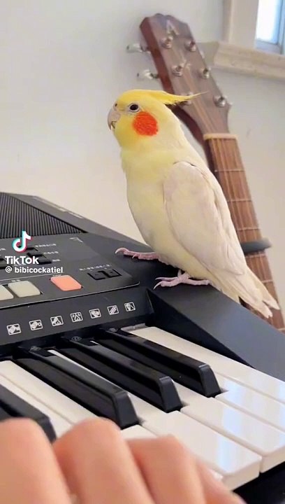 Pet